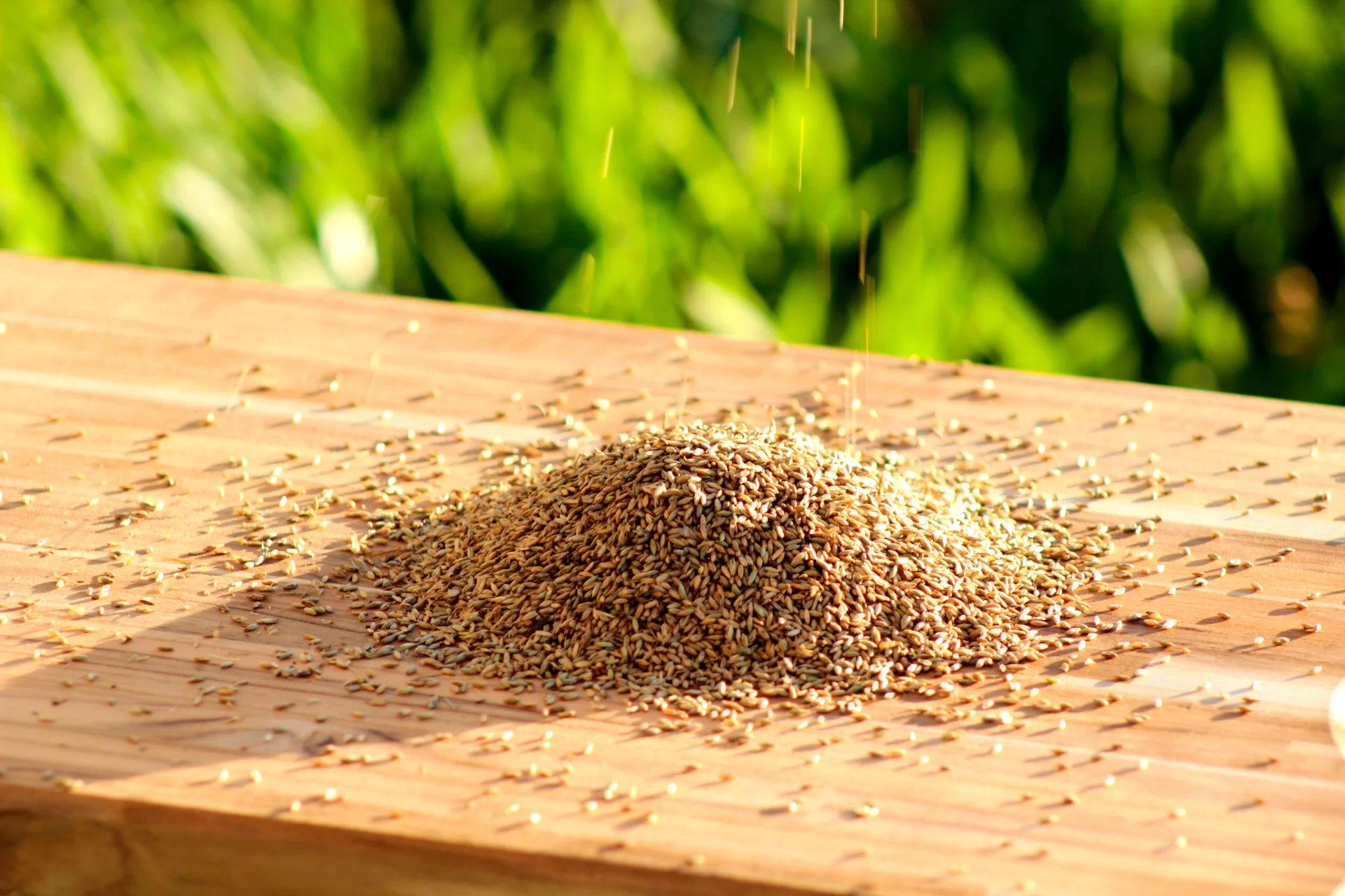 Sementes Forrageiras<br>de<span> Alta Qualidade</span>