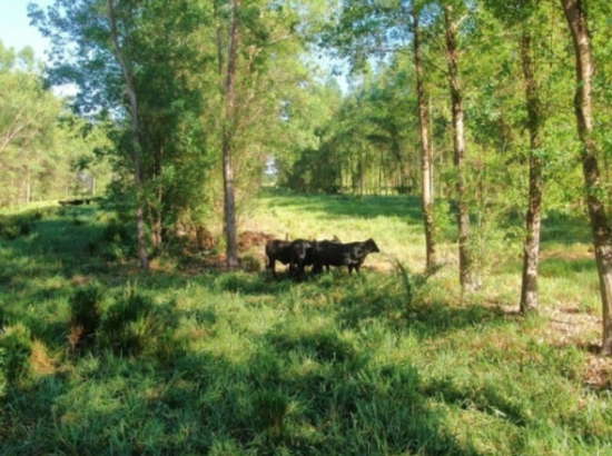 Inoculante melhora a nutrição e aumenta em mais de 20% a produtividade do pasto