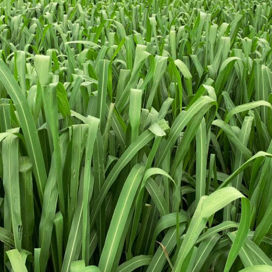 Panicum Maximum