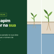 Três faixas de terreno lado a lado: quanto mais fundo o nível da água parada, maior o capim que se desenvolve.