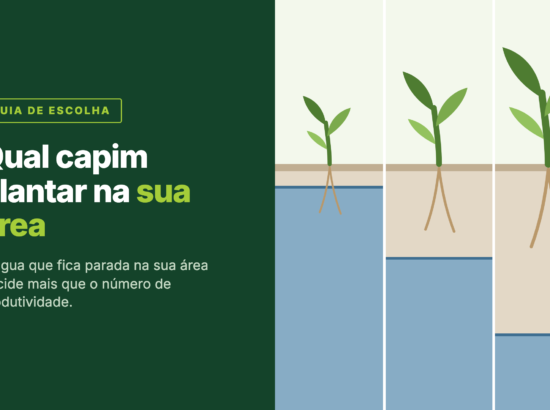Qual capim plantar: como escolher a cultivar certa