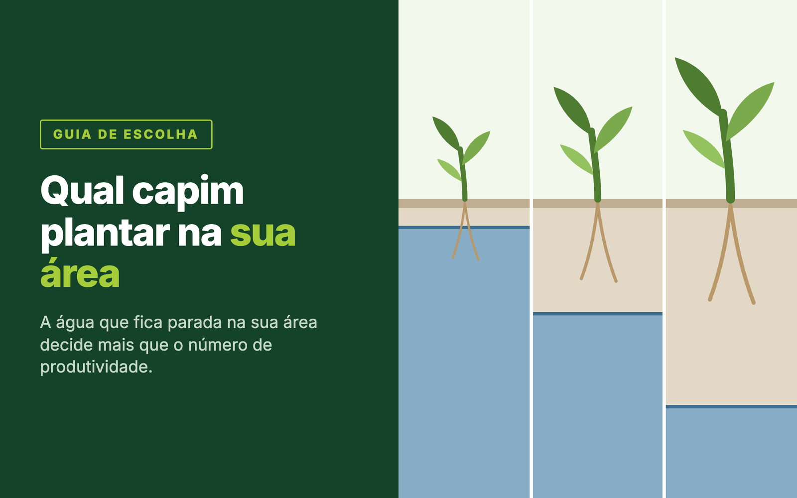 Três faixas de terreno lado a lado: quanto mais fundo o nível da água parada, maior o capim que se desenvolve.