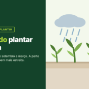 Card do artigo sobre quando plantar capim, com chuva estabelecida e capim ja formado.