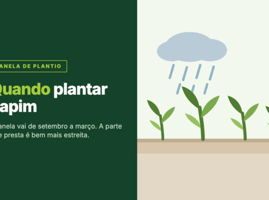 Quando plantar capim: a época certa e o que decide a data
