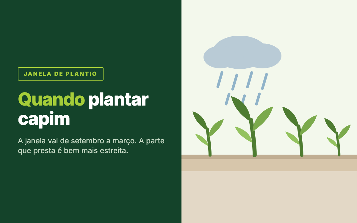 Card do artigo sobre quando plantar capim, com chuva estabelecida e capim ja formado.