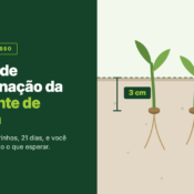 Três plântulas de capim emergindo do solo em corte, com uma régua marcando 3 cm de profundidade, ao lado do título "Teste de germinação da semente de capim".