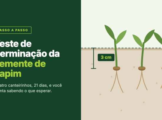 Teste de germinação de semente de capim: o passo a passo para fazer na sua fazenda