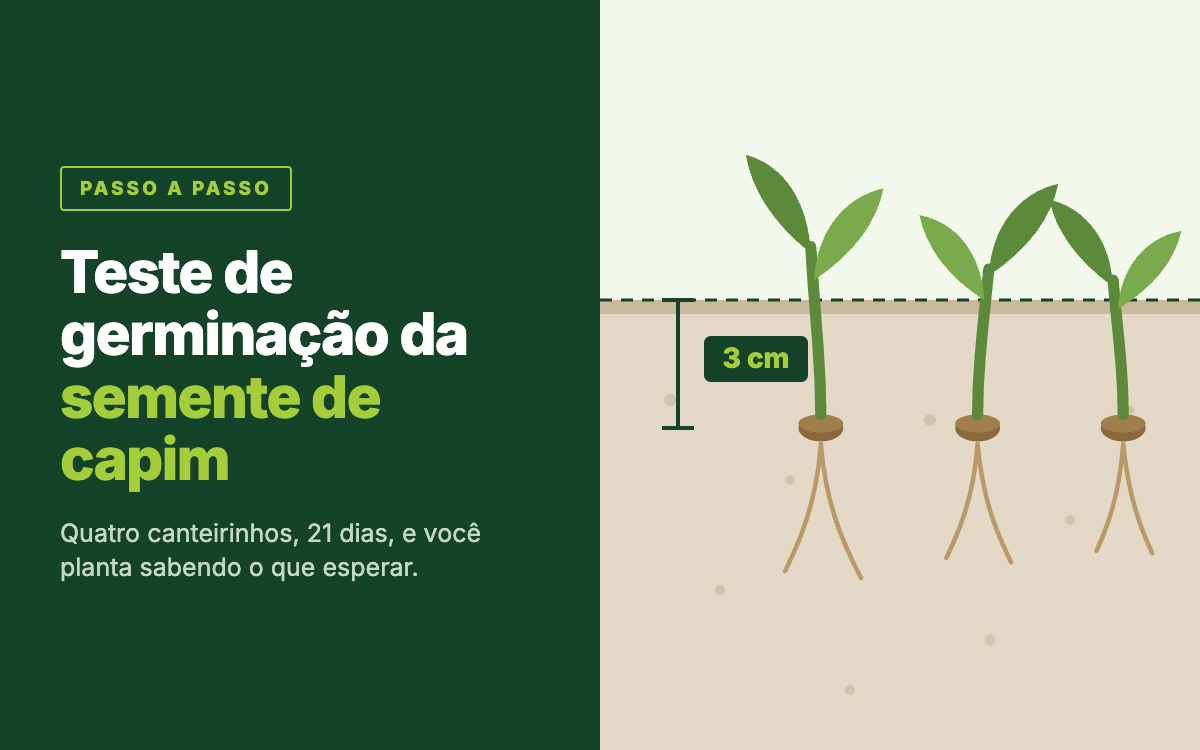 Três plântulas de capim emergindo do solo em corte, com uma régua marcando 3 cm de profundidade, ao lado do título "Teste de germinação da semente de capim".