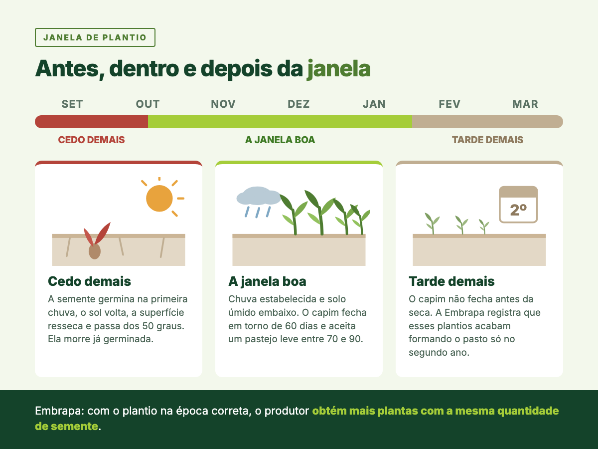 Linha do tempo do plantio de capim mostrando o que acontece antes, dentro e depois da janela boa: semente que germina e morre no calor, capim que fecha em 60 a 90 dias, e pasto que só forma no segundo ano.