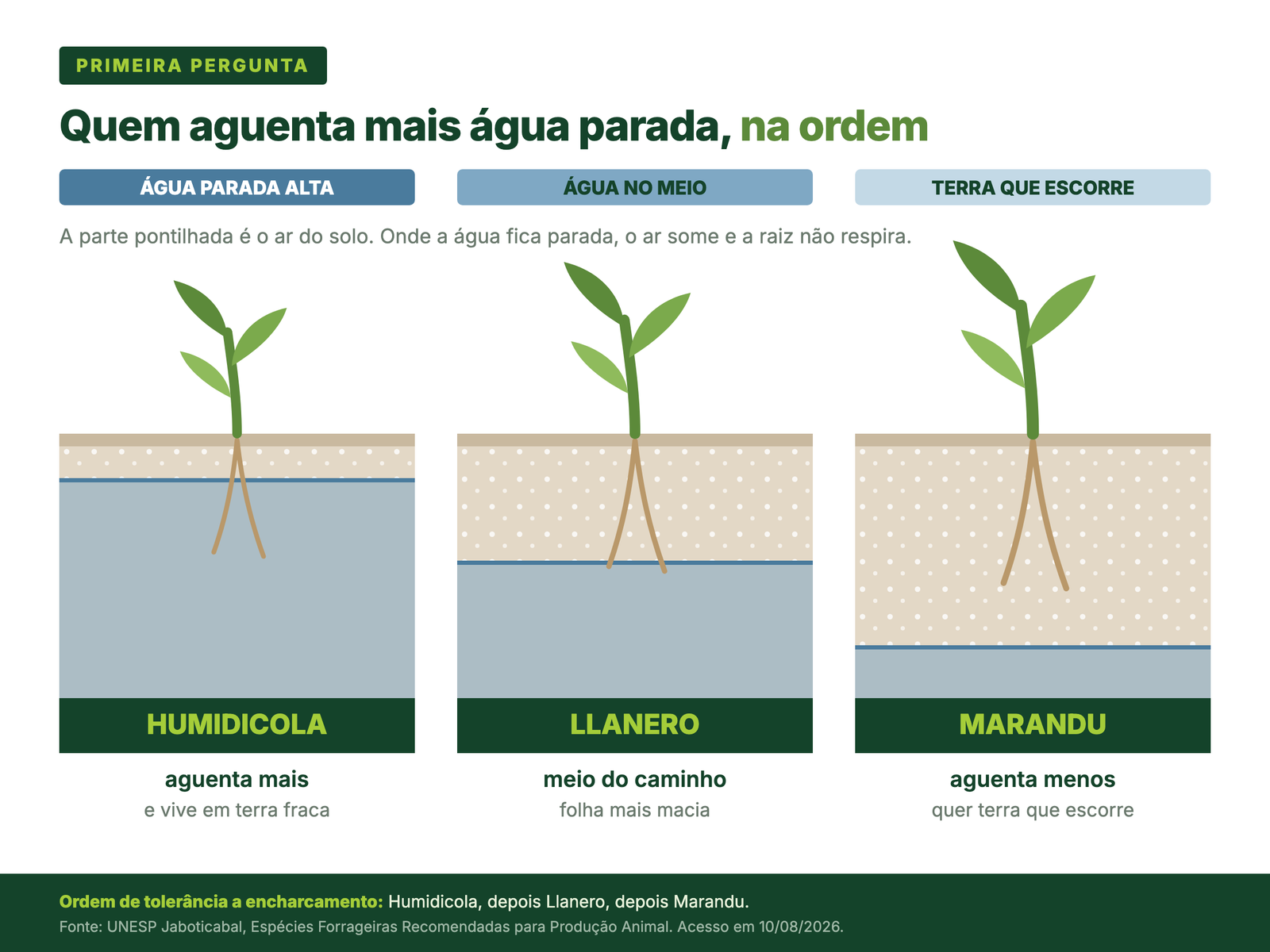 Três cortes de solo lado a lado mostrando a ordem de tolerância a encharcamento: Humidicola aguenta mais água parada, Llanero fica no meio e Marandu precisa de terra que escorre.