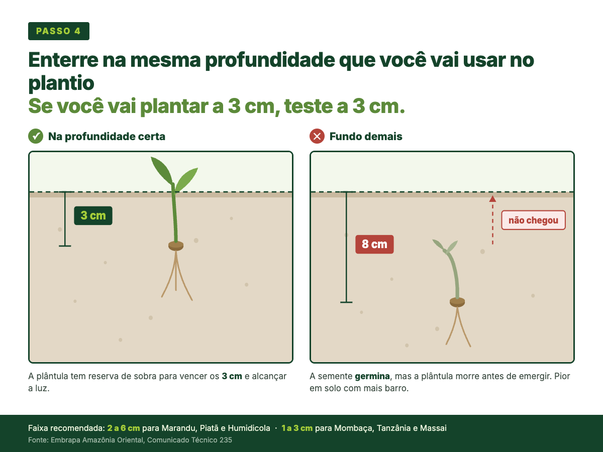 Comparação em corte do solo. À esquerda, semente enterrada a 3 cm com a plântula alcançando a superfície. À direita, a mesma semente a 8 cm, com a plântula murcha que não chegou a emergir.
