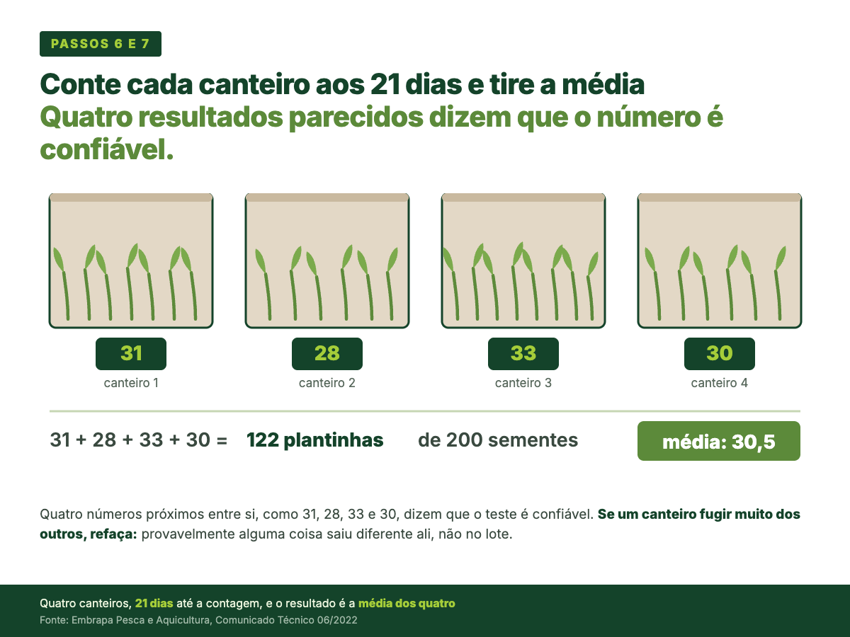 Quatro canteiros de teste lado a lado com plântulas nascidas, com as contagens 31, 28, 33 e 30, somando 122 plantinhas de 200 sementes, e média de 30,5.