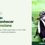 Cigarrinha das pastagens adulta pousada em folha de capim, com o titulo do artigo sobre como reconhecer e o que funciona.