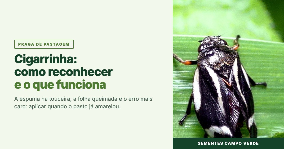 Cigarrinha das pastagens adulta pousada em folha de capim, com o titulo do artigo sobre como reconhecer e o que funciona.