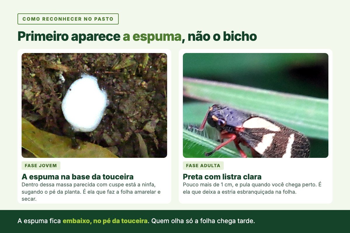 Espuma branca da ninfa da cigarrinha na base da touceira, ao lado da cigarrinha adulta preta com listras claras pousada em folha de capim.