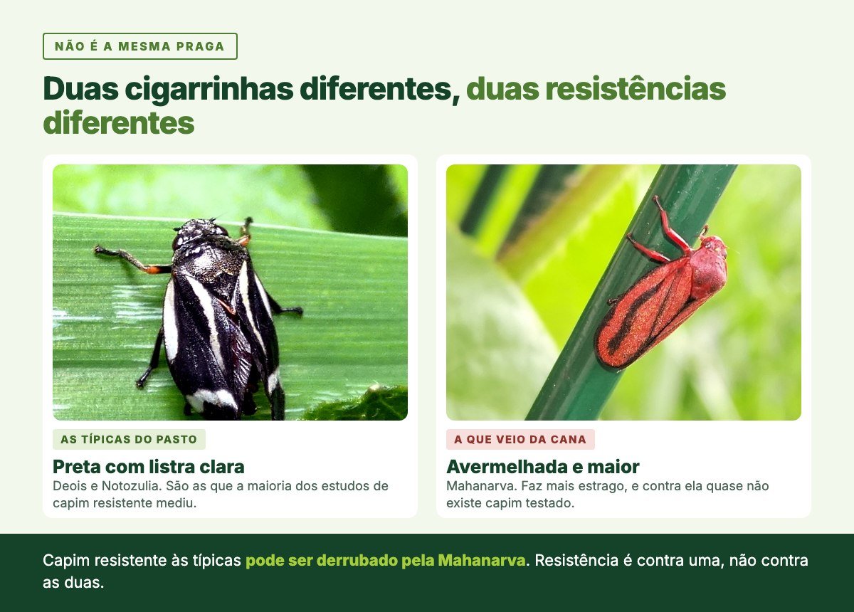 Comparação entre a cigarrinha típica das pastagens, preta com listras brancas, e a cigarrinha Mahanarva, avermelhada, que veio da cana.