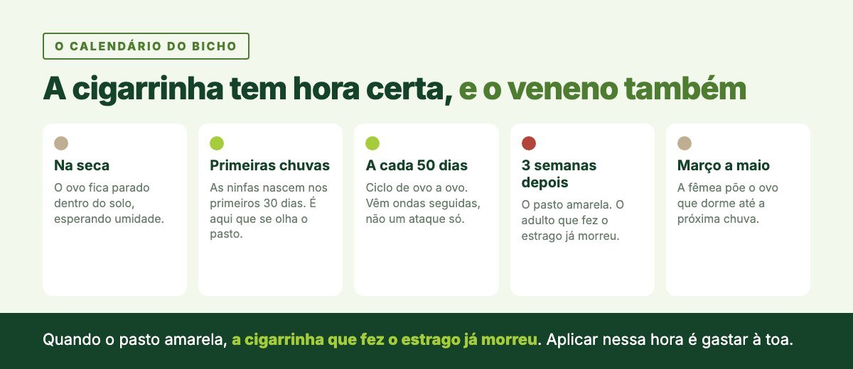 Calendário da cigarrinha das pastagens: ovo parado na seca, ninfas nos primeiros 30 dias de chuva, ciclo de 50 dias, pasto amarelando três semanas depois e postura de março a maio.